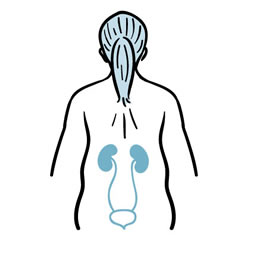 : Ilustración que muestra la ubicación de los riñones y la vejiga en el cuerpo humano